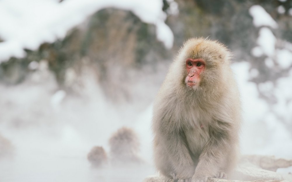 Японские белые обезьяны