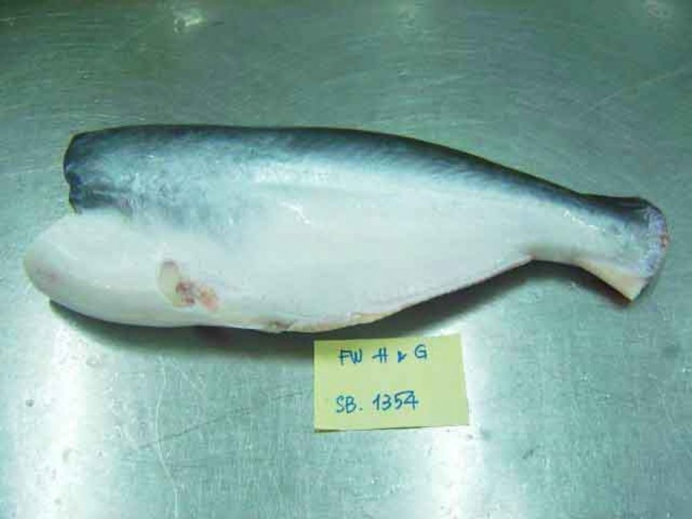 Рыба белая форель пангасиус