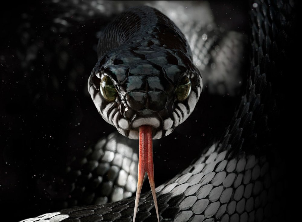 Змея в темноте