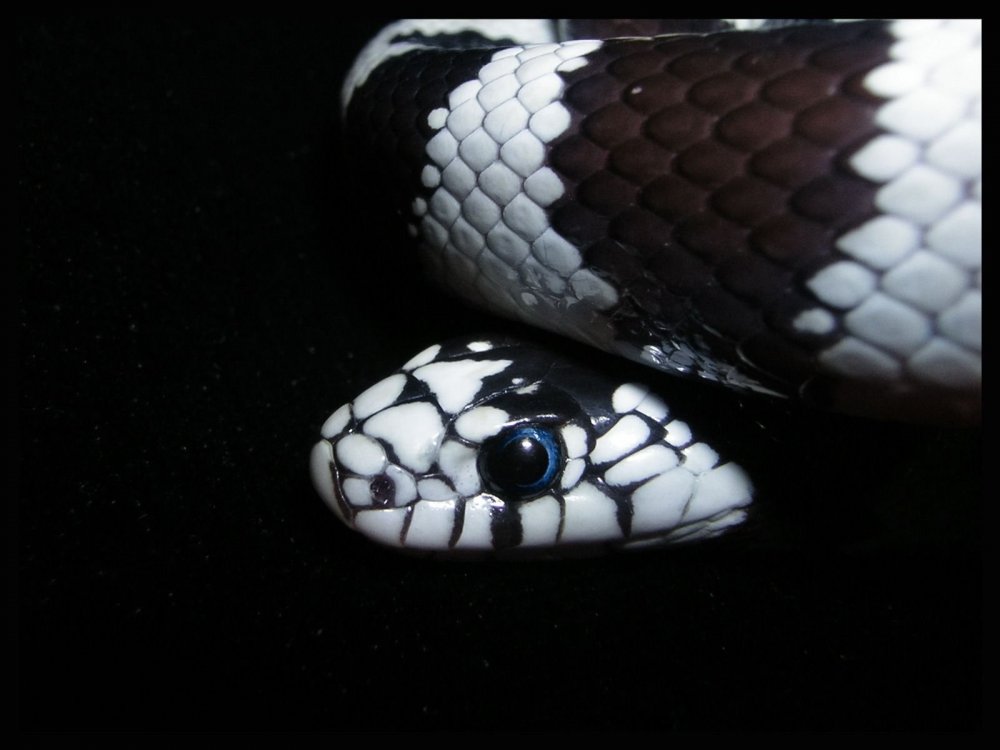 Змея чёрно белая