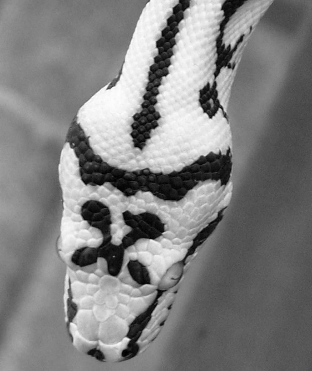 Необычные расцветки змей