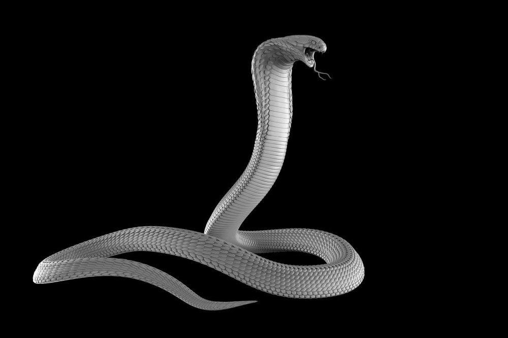 Змея Королевская Кобра белая