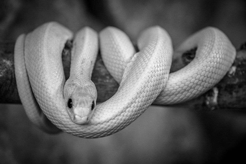 Белый полоз змея
