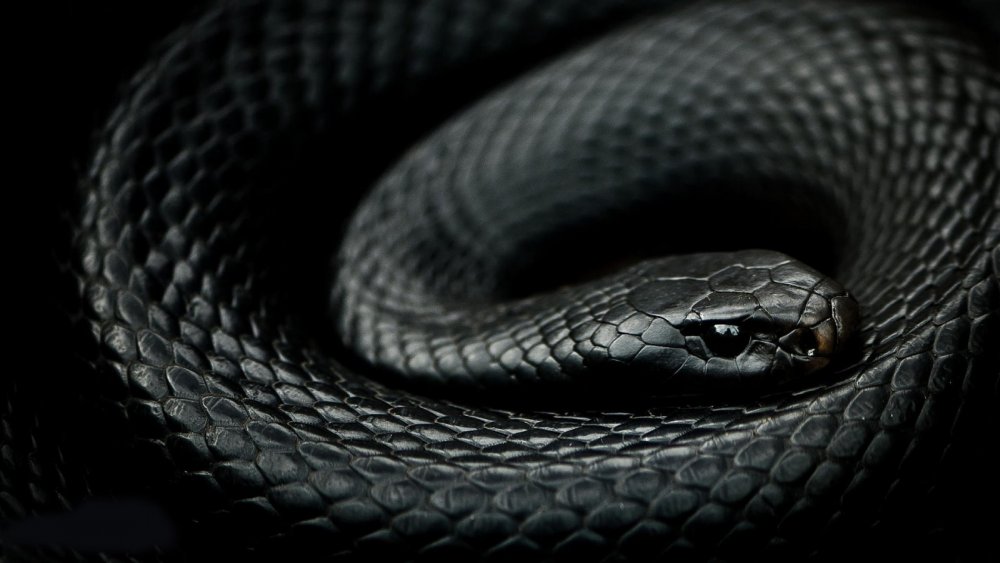 Бело черная змея