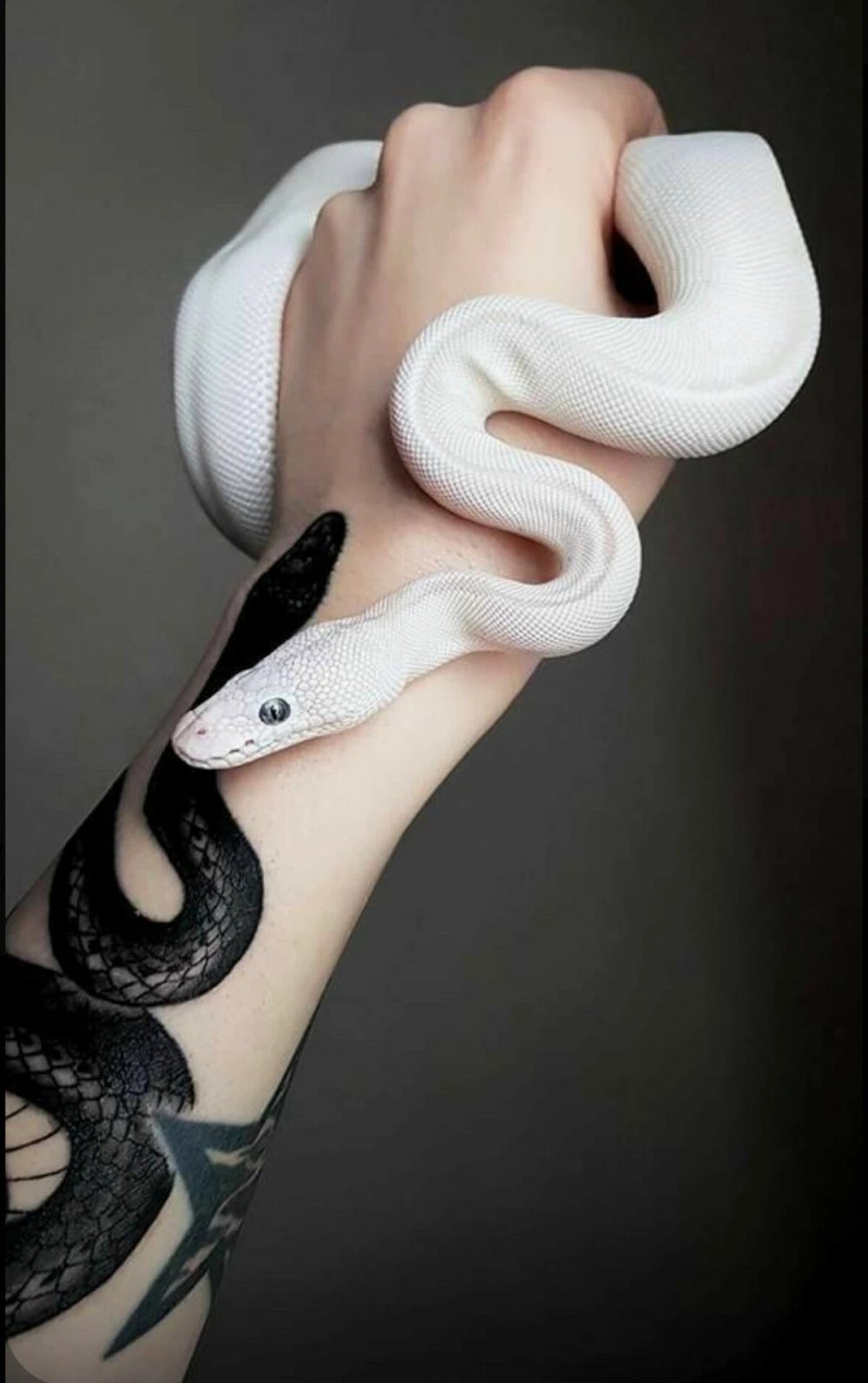 Эстетика Слизерина змея белая