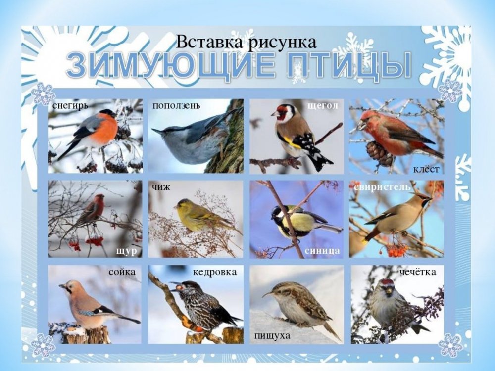 Название зимующих птиц на Урале