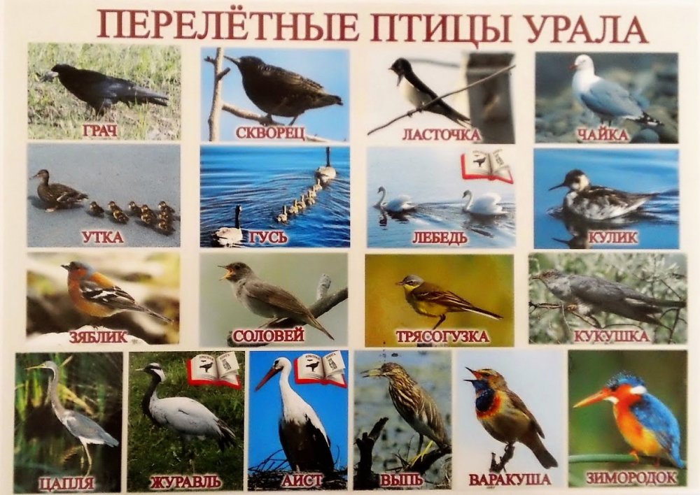 Лесные птицы Урала