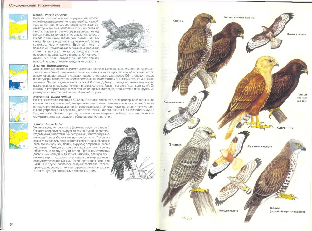 Определитель хищных птиц средней полосы России