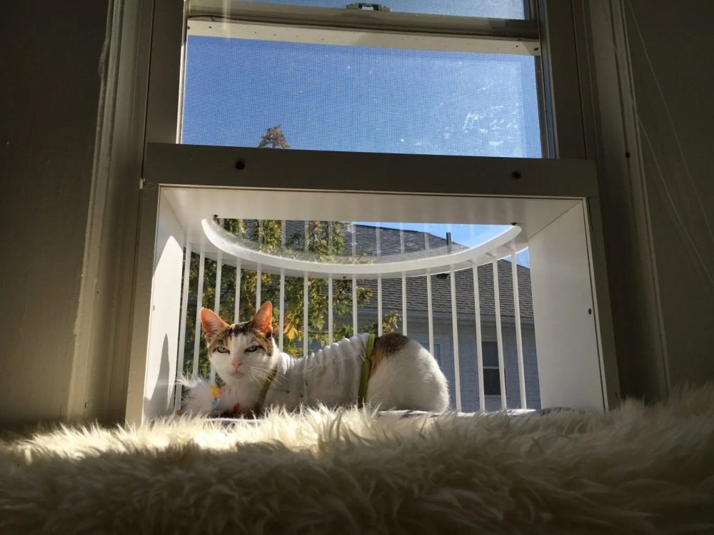 Балкон для кошек на окно