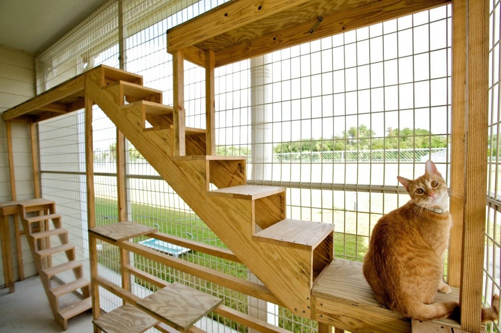 Кошачьи лестницы в квартире