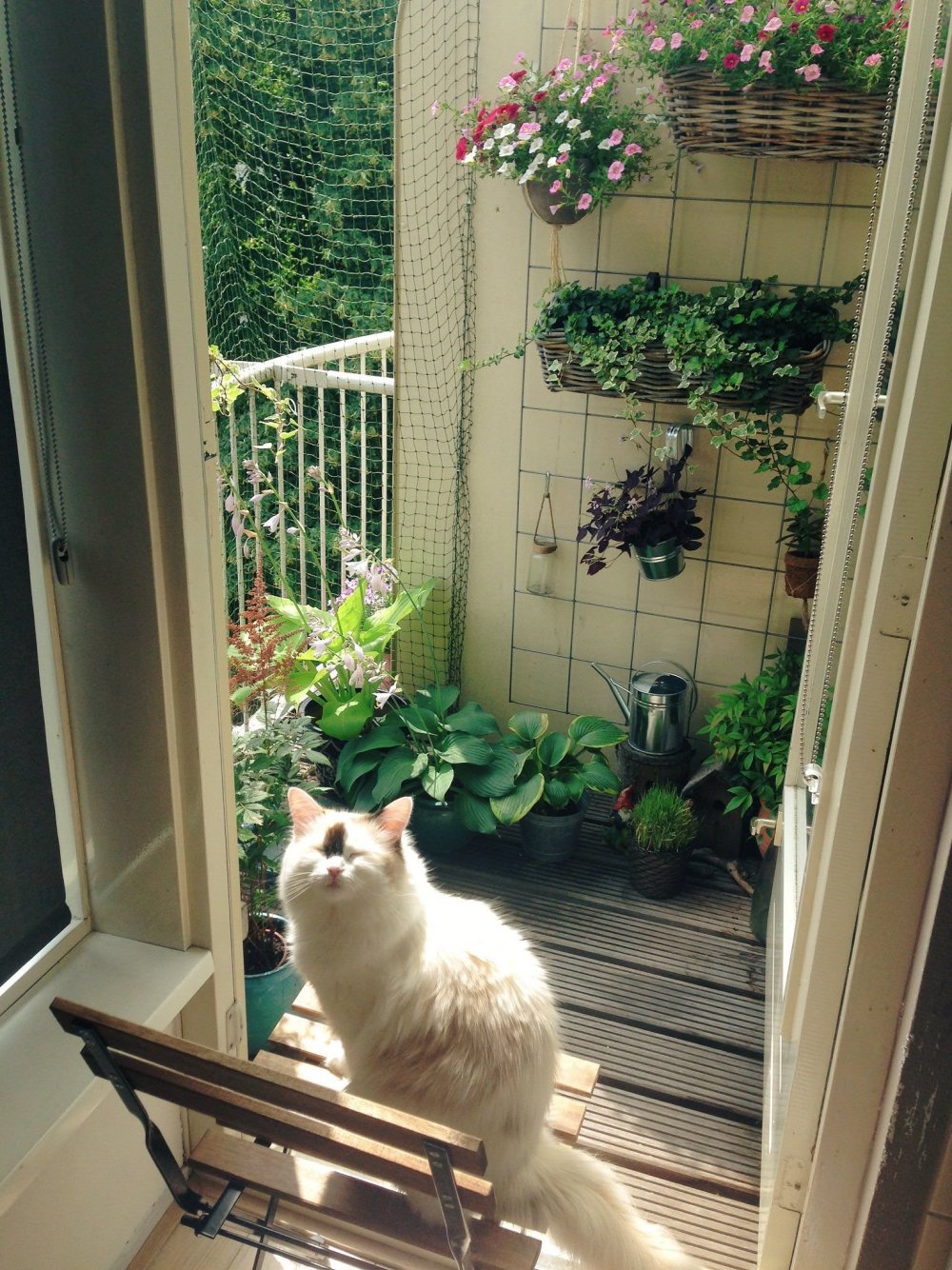 Кот на балконе