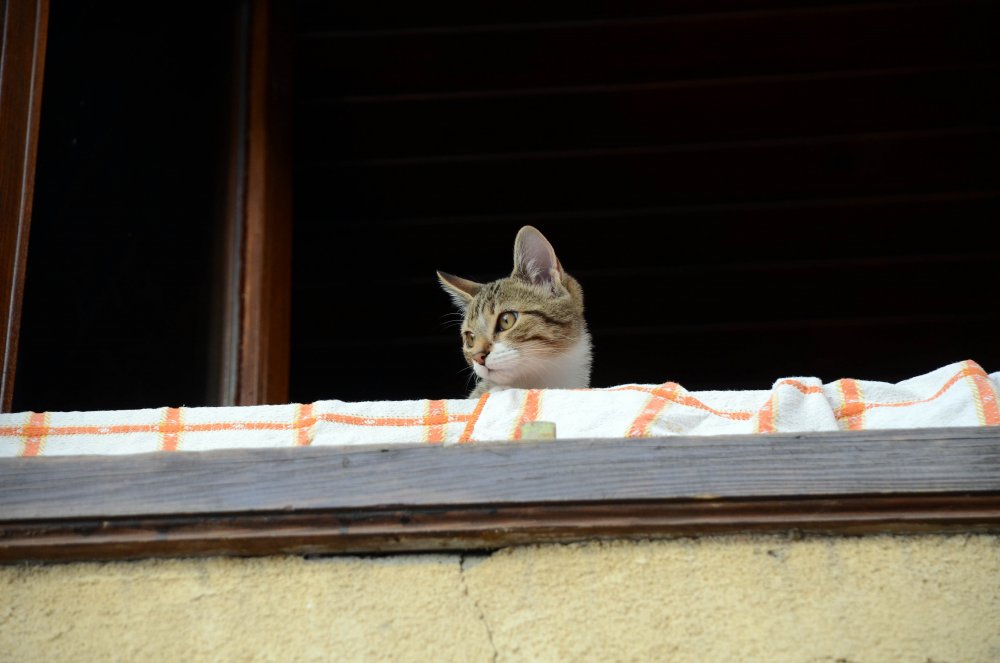 Балкон для кошки