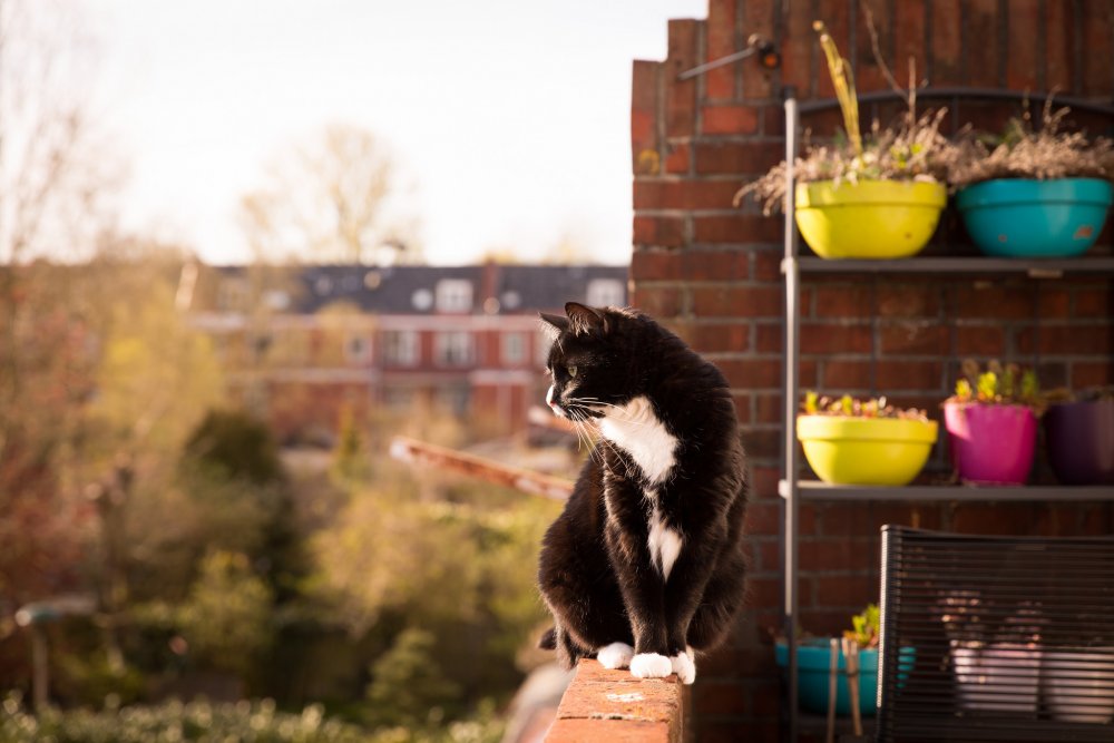Котик на балконе
