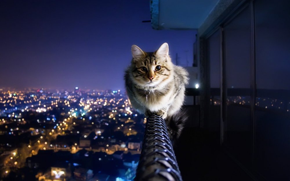 Кот в ночном городе