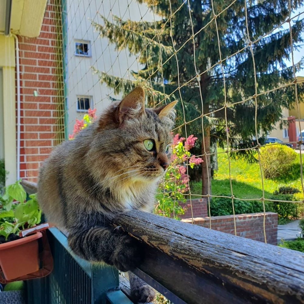 Кота заперли на балконе