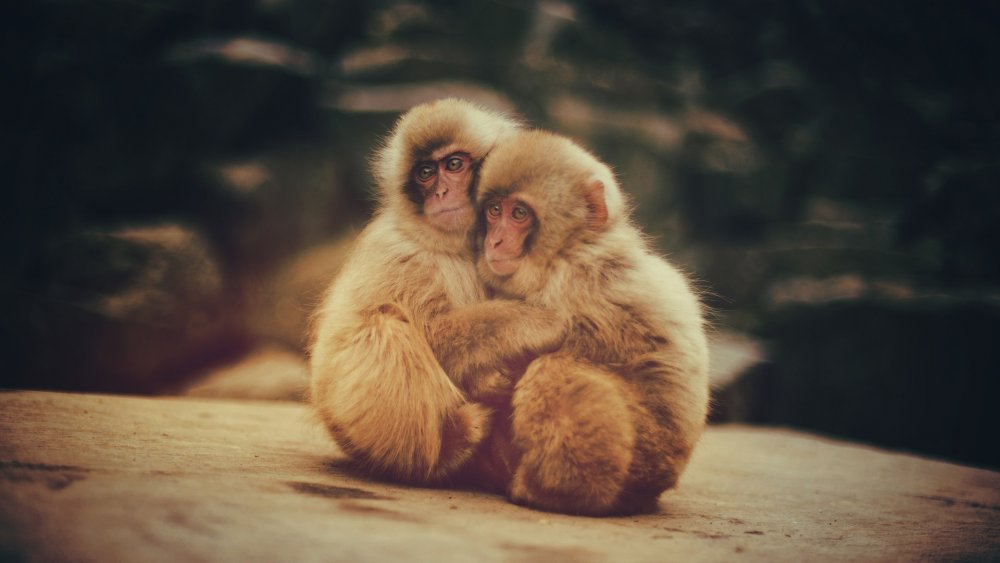 Две красивые обезьянки