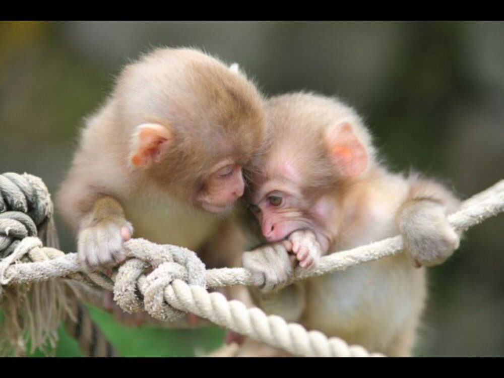 Две милые обезьяны