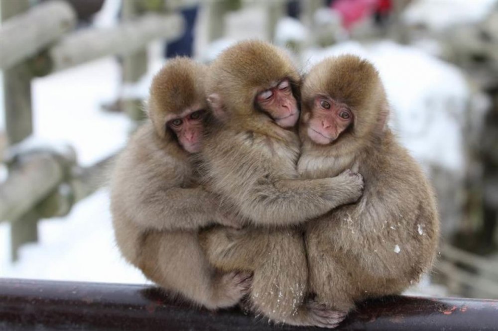 Три обезьяны фото