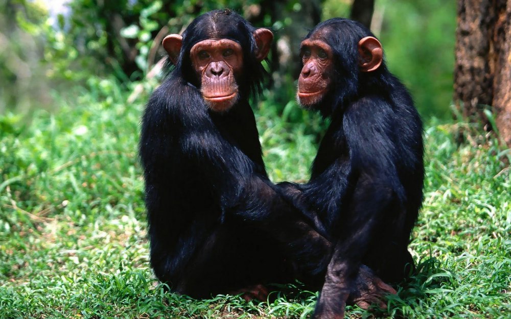 Обезьяна шимпанзе