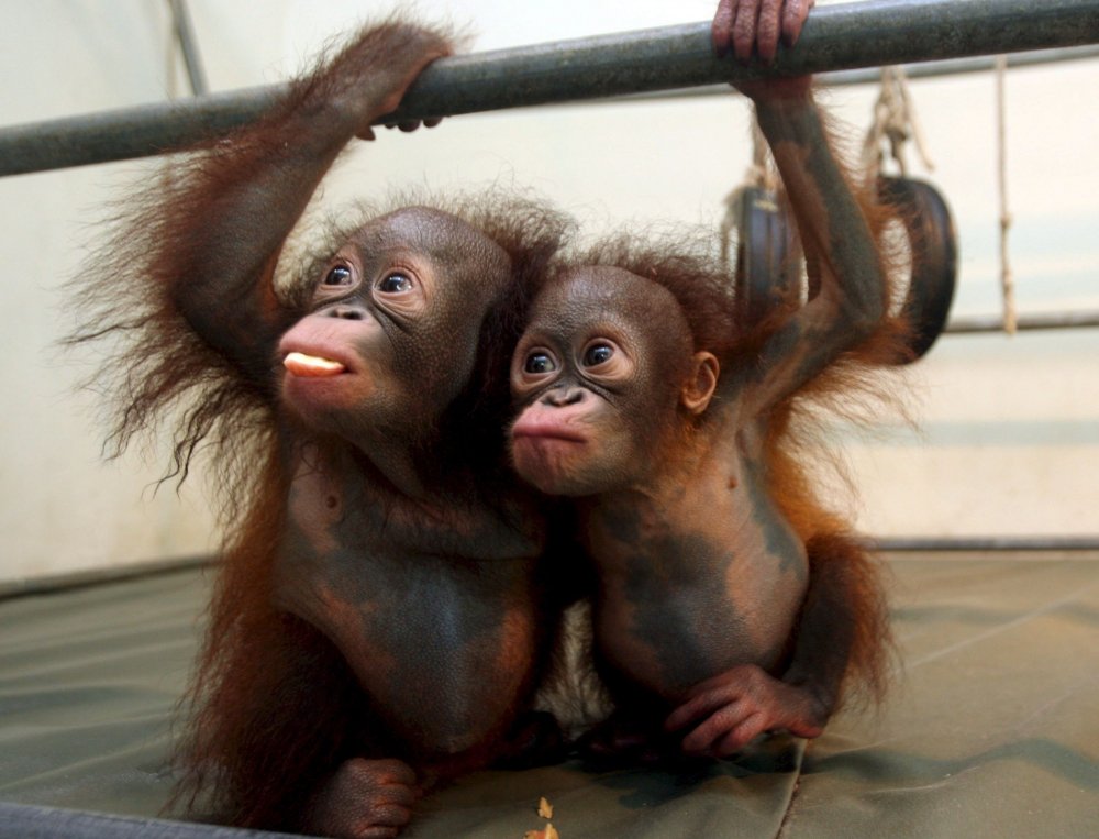 Две смешные обезьянки