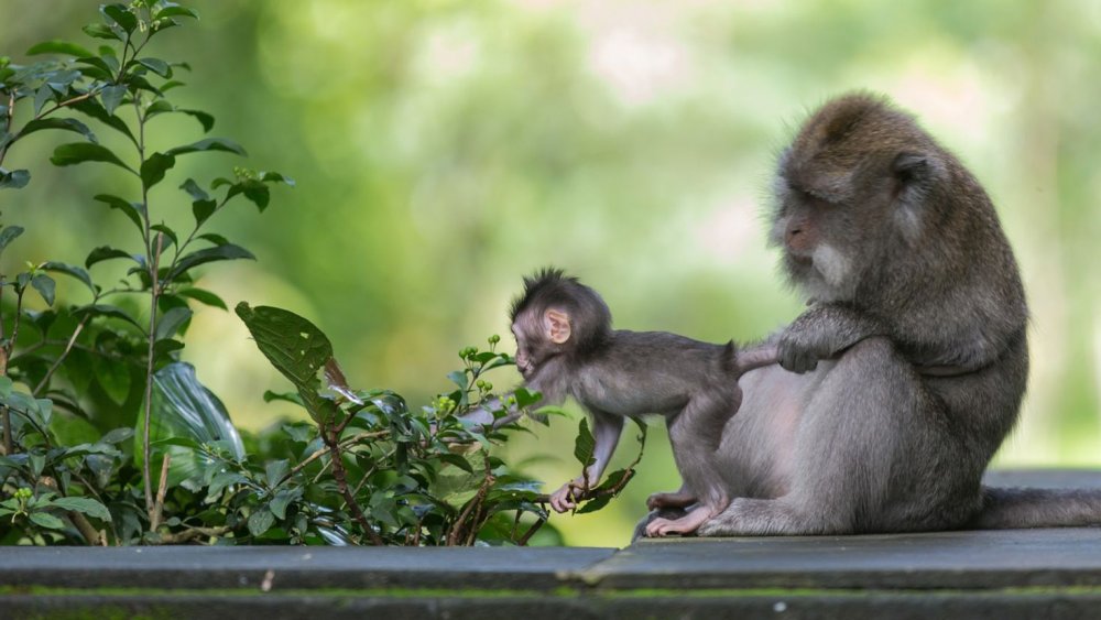 Две маленькие обезьянки в обнимку