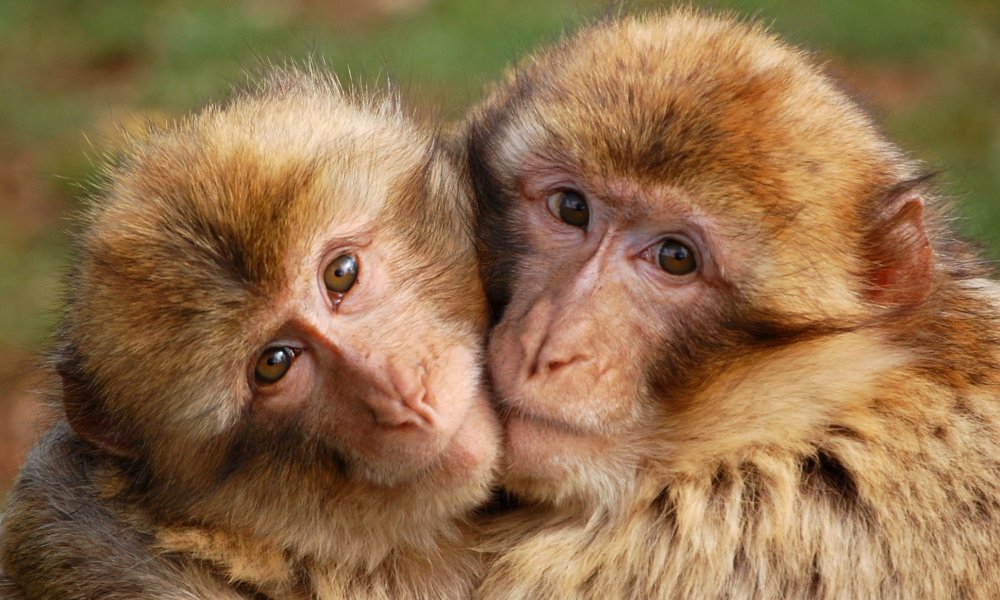 Две обезьяны в обнимку