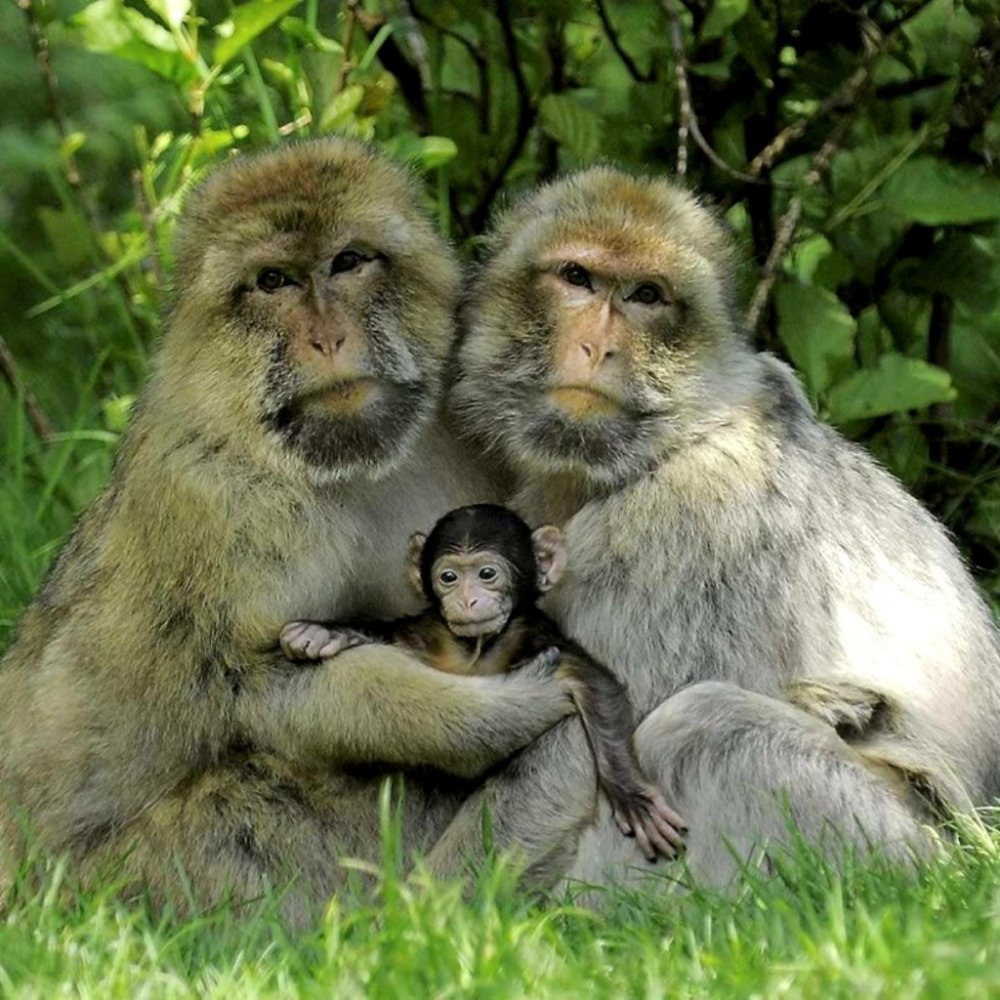Мир животных обезьяны