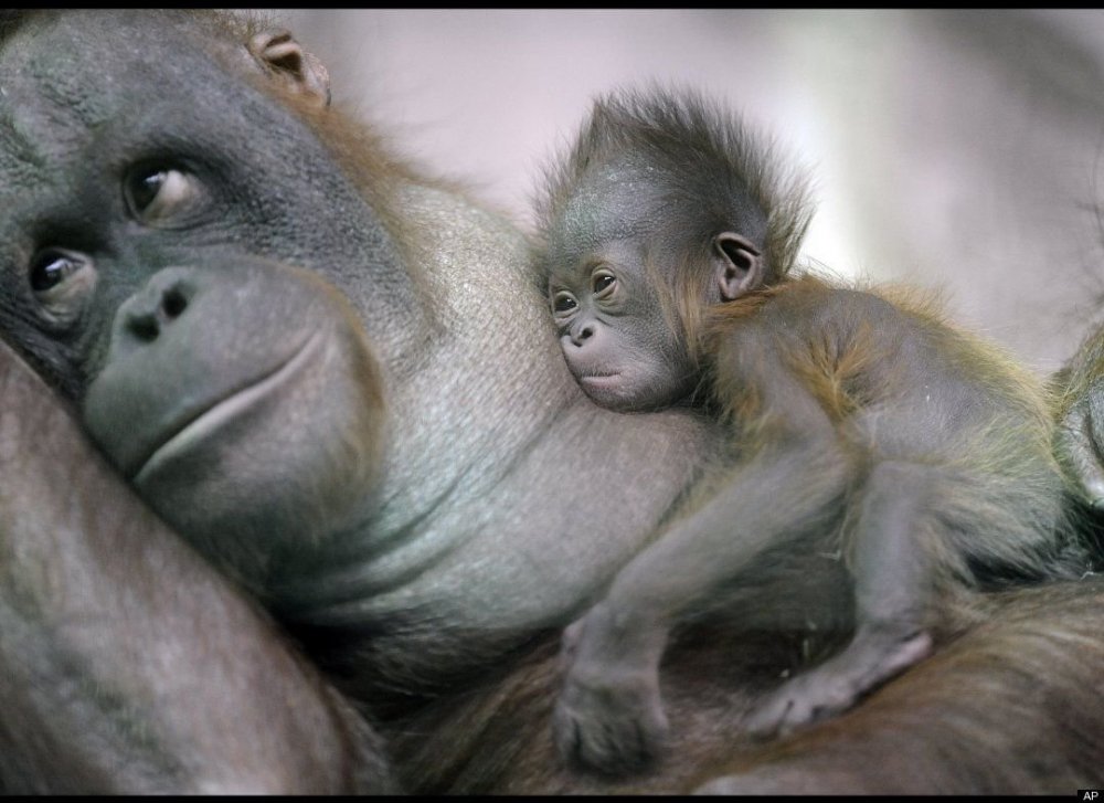 Мама и папа обезьяны