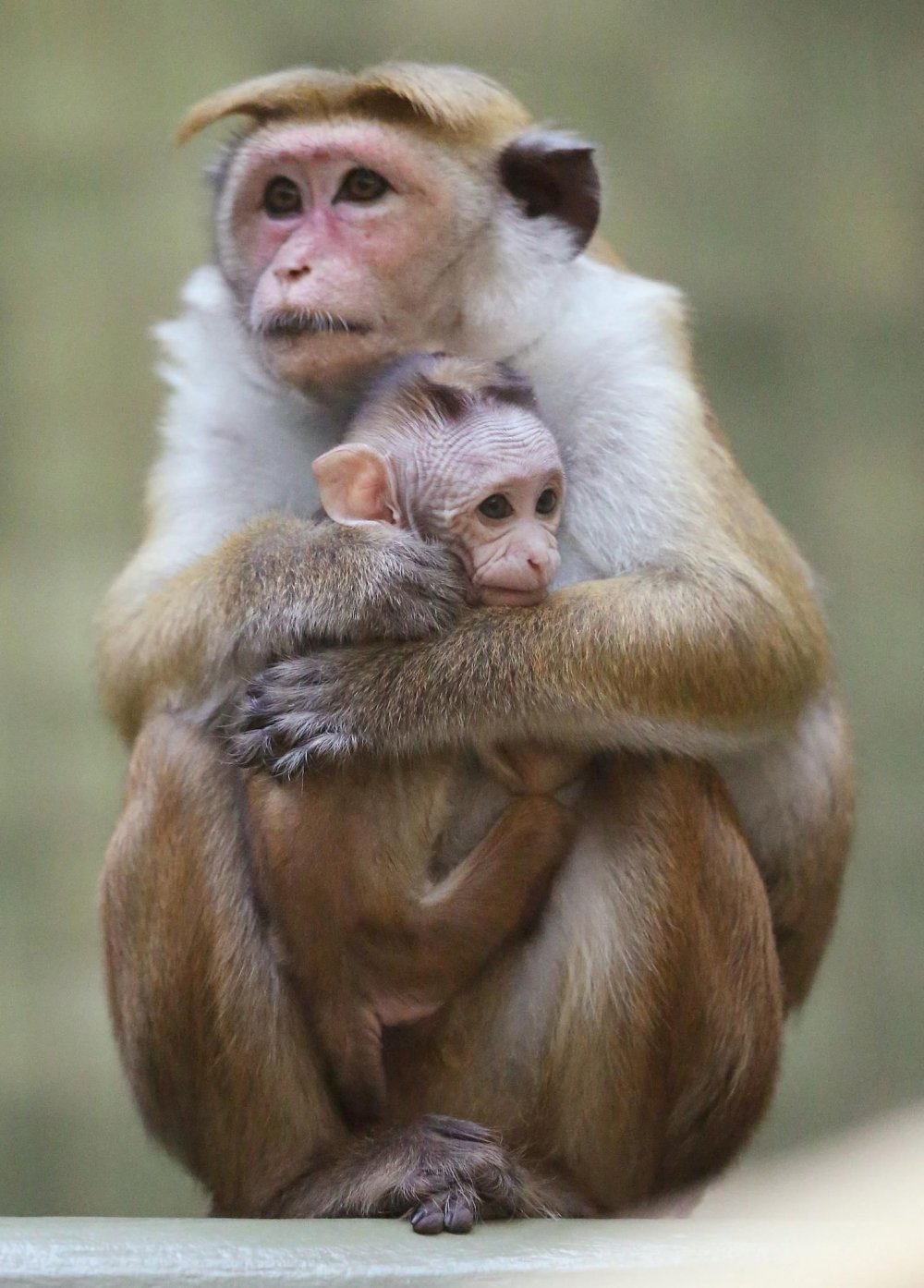 Самка орангутана с детенышем
