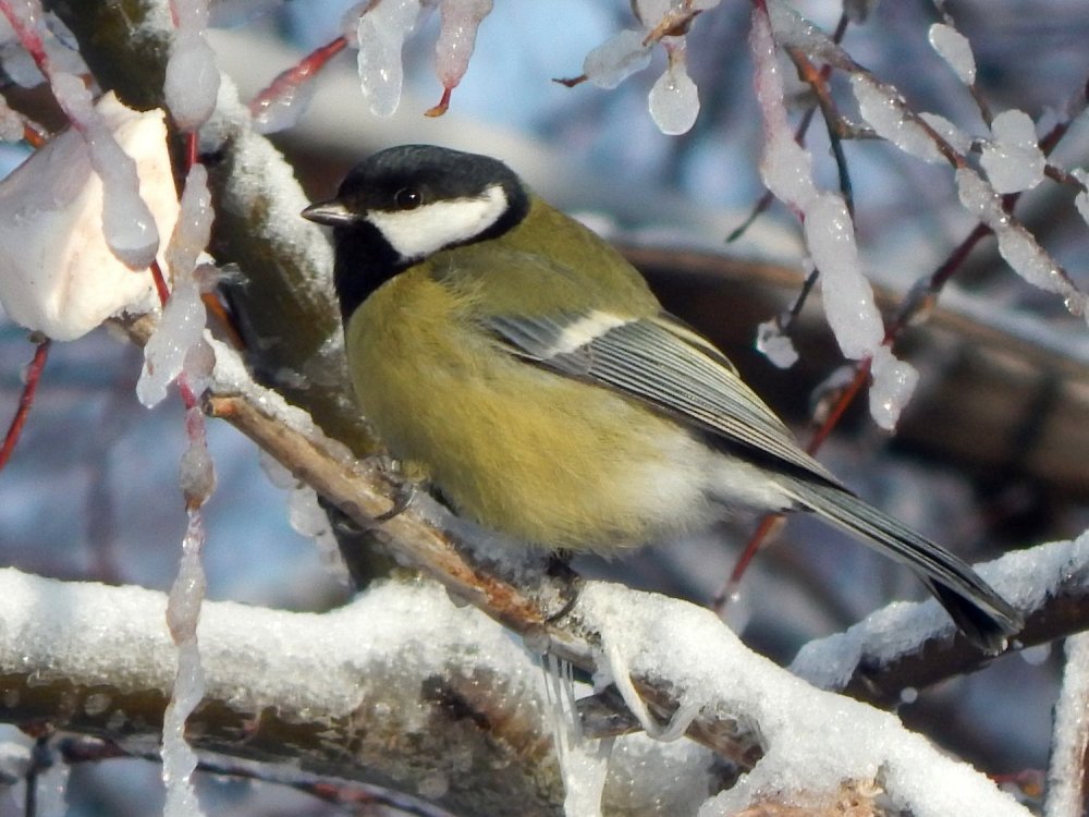 Стих Покормите птиц зимой