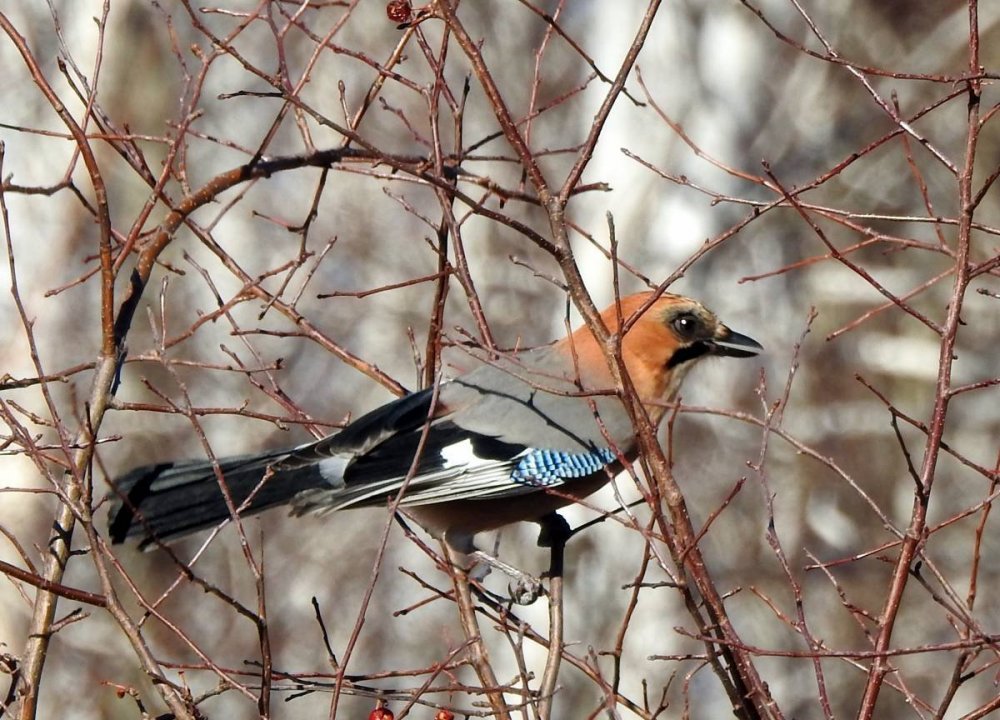 Лесные птицы Забайкальского края