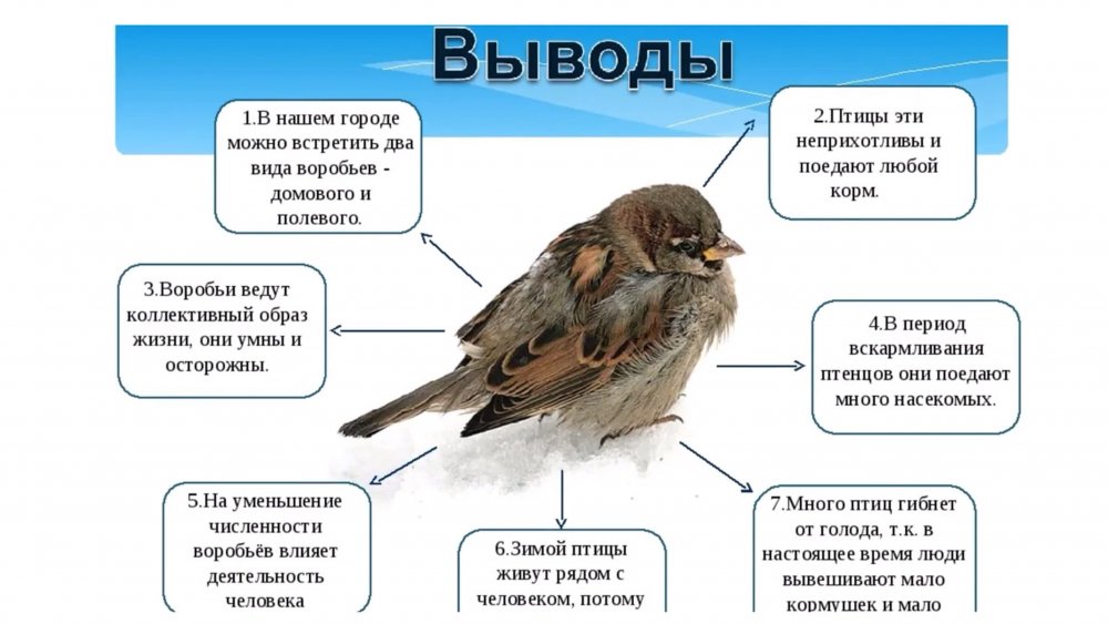Птицы Забайкальского края зимующие