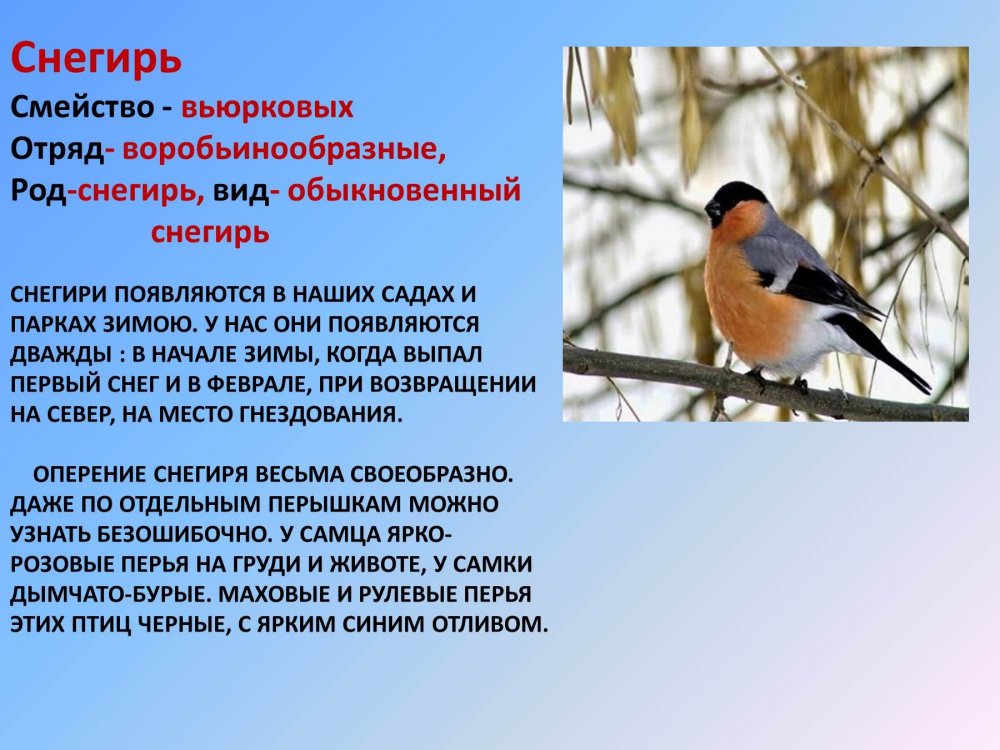 Птицы Забайкальского края зимой