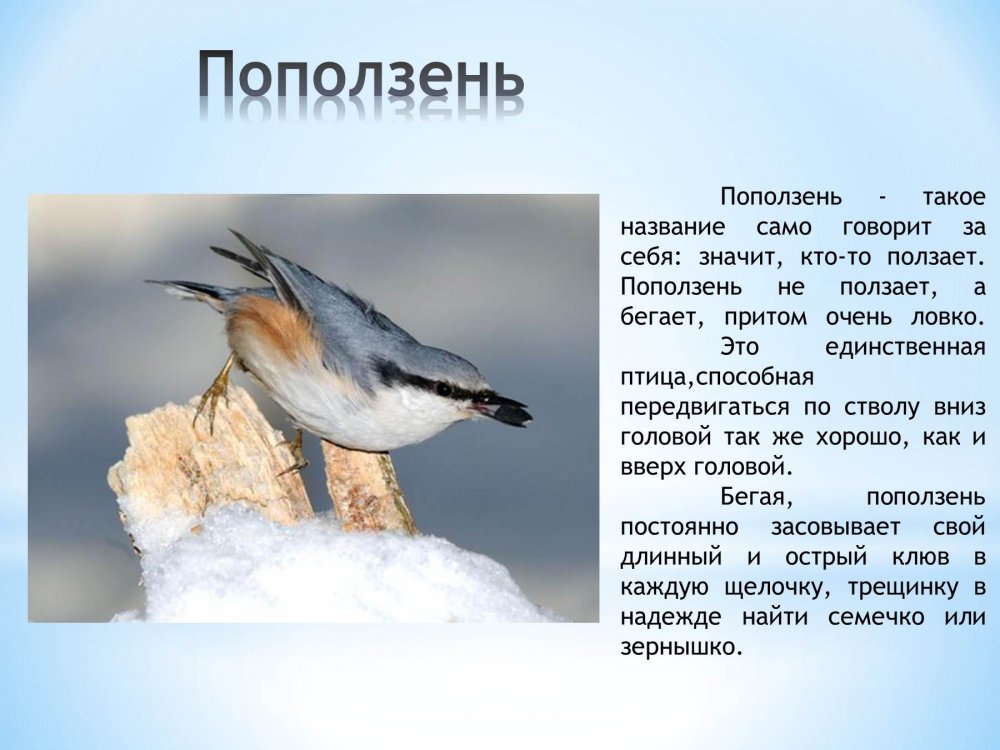 Перелетные и зимующие птицы России