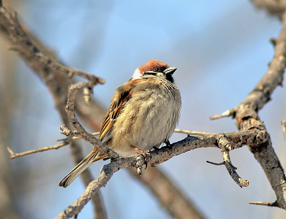 Фотоконкурс зимующие птицы