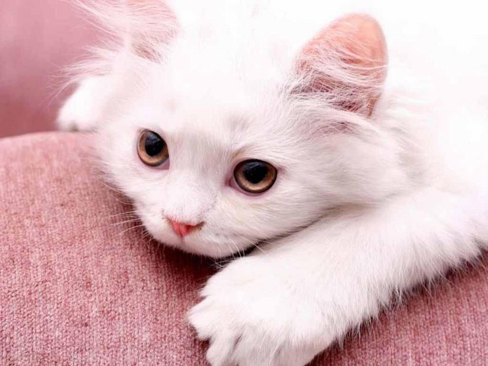Белый котенок