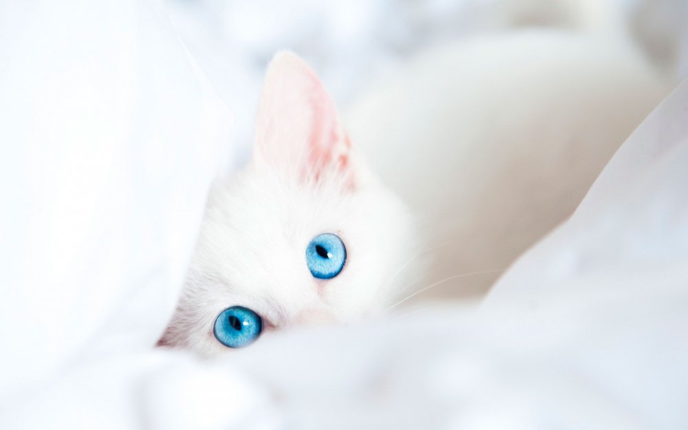 Милый белый котик