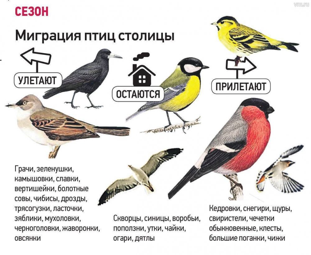 Птицы которые зимуют в Московской области