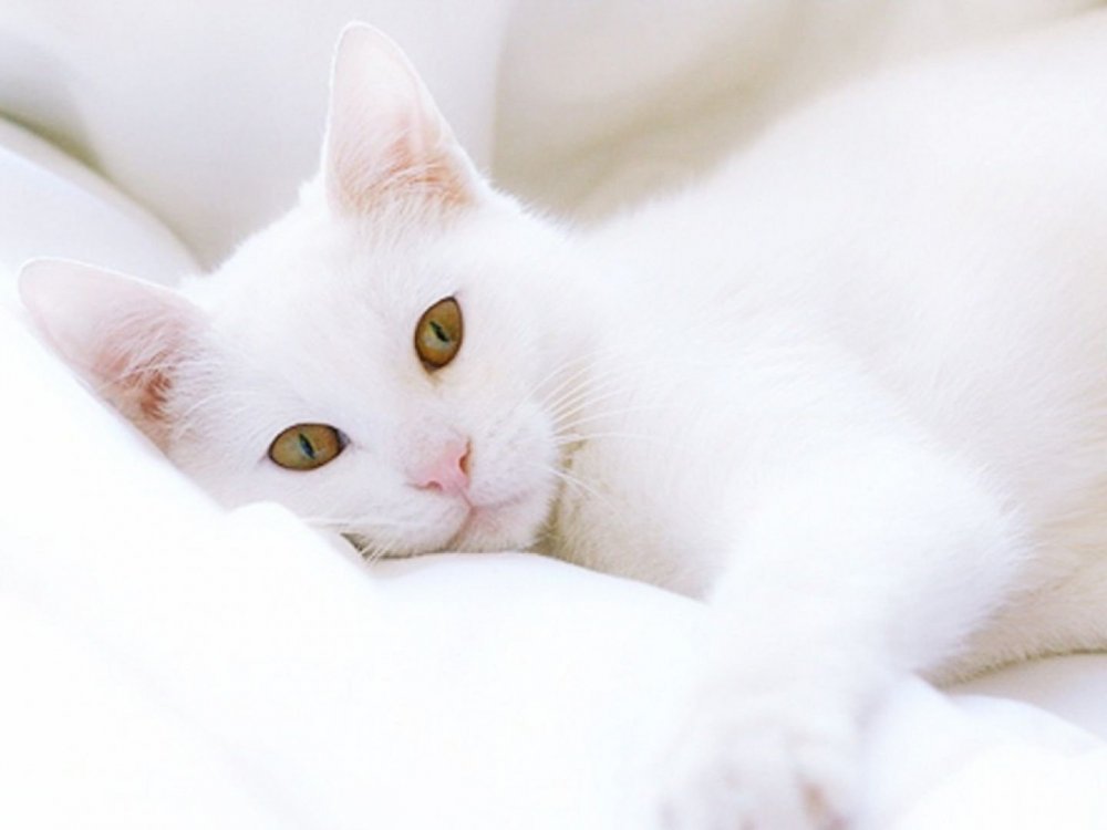 Белый котенок спит
