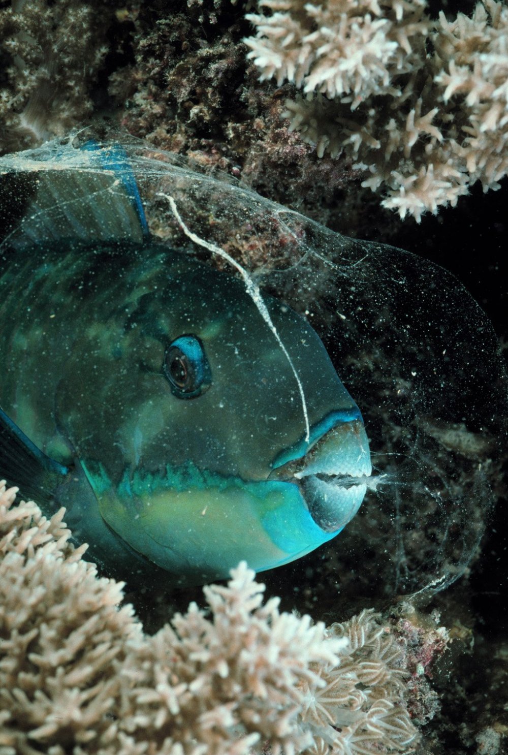 Humphead Parrotfish рыба