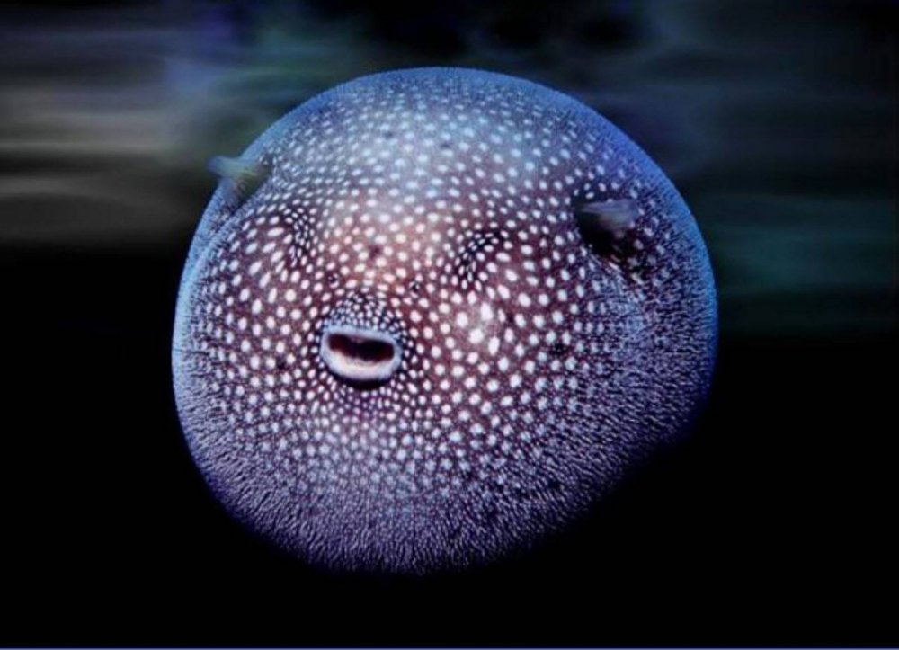 Морской пузырь фугу