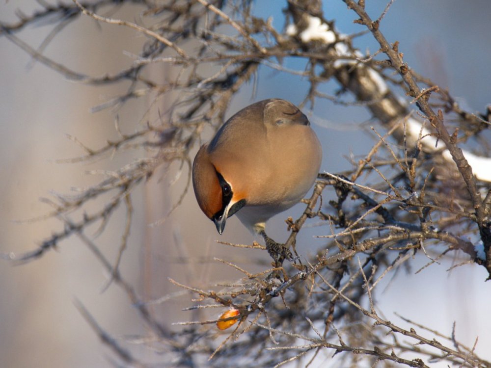 Птицы Сибири фото