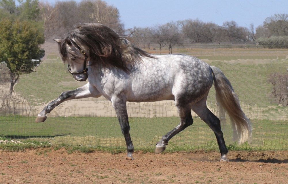 Андалузская лошадь масти