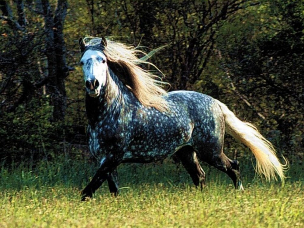 Аппалуза лошадь фото
