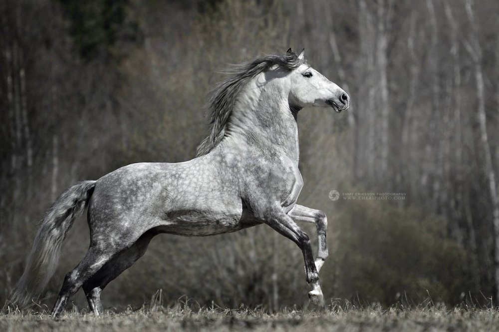 Андалузская лошадь серая в яблоко
