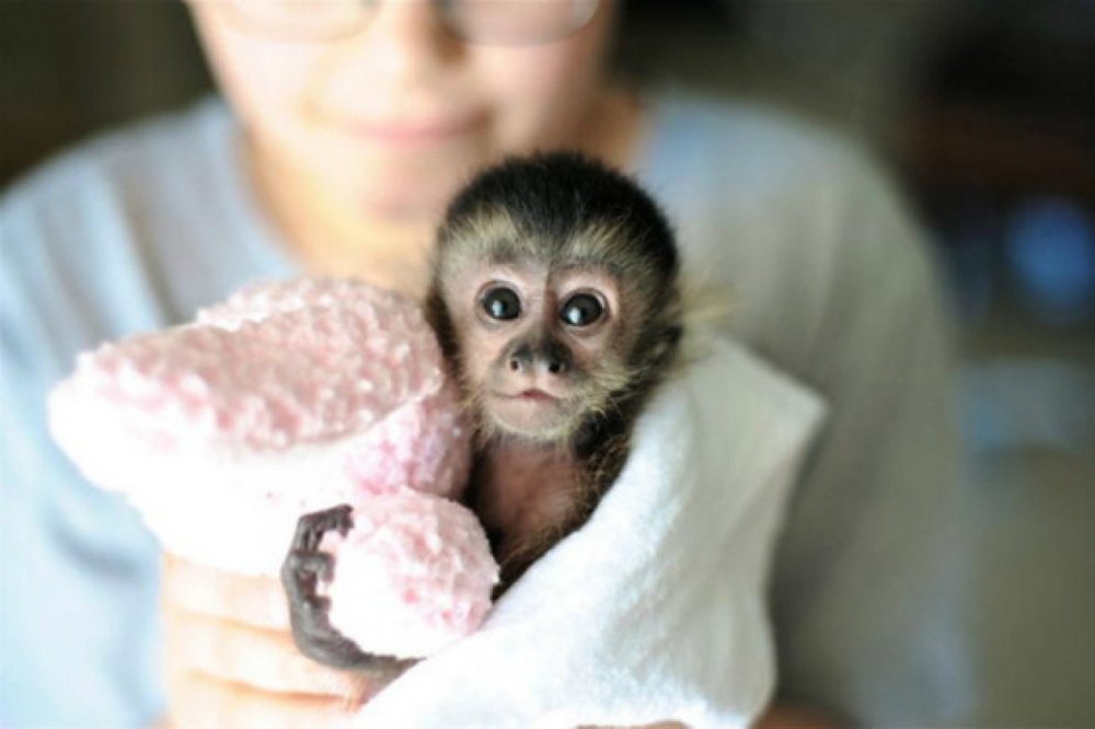 Маленькая обезьянка новорожденная