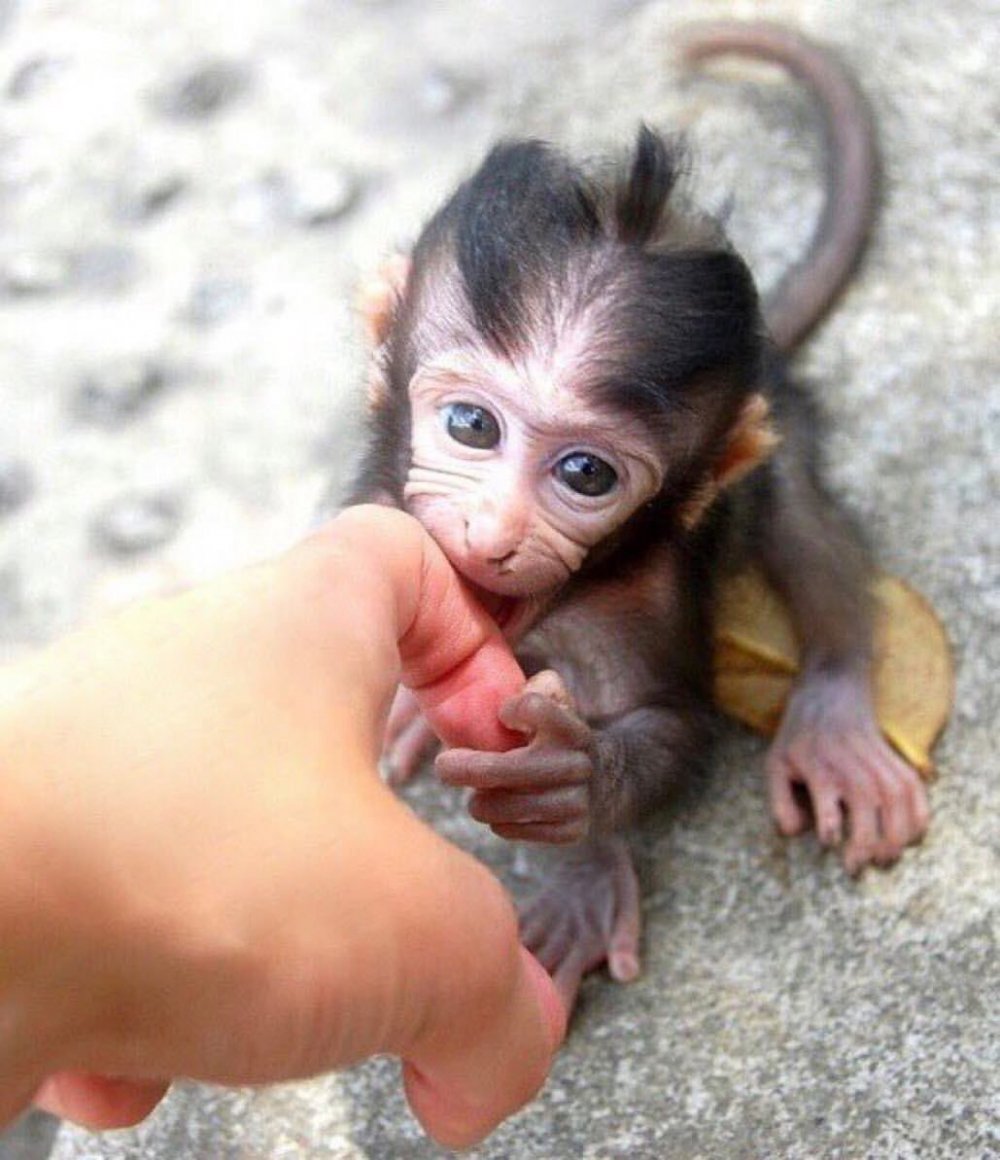Самая маленькая обезьянка