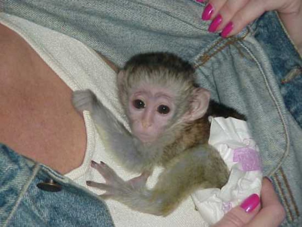 Продаются домашние обезьянки
