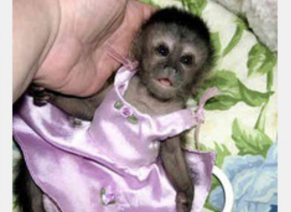 Новорожденный капуцин обезьяна