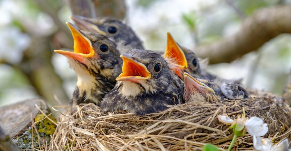 Голодные птенцы в гнезде